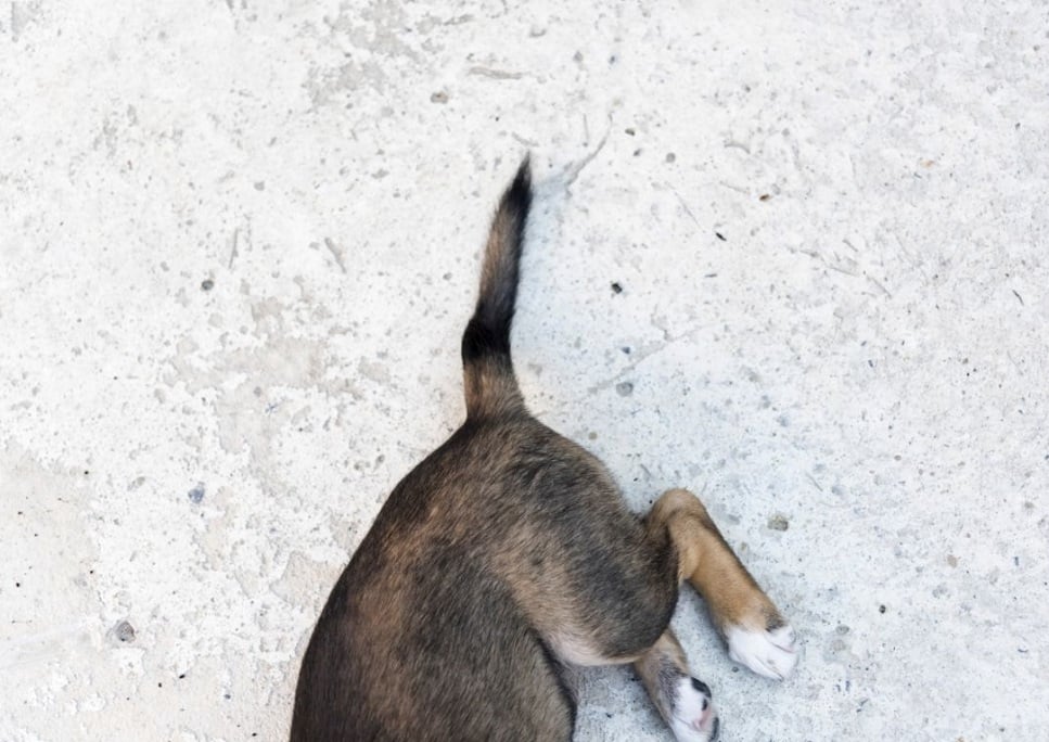 Zespół ogona końskiego u psa