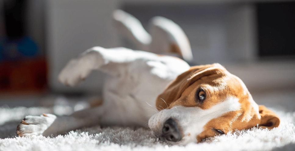 Twój pupil nagle upada? To może być zespół przedsionkowy u psa!