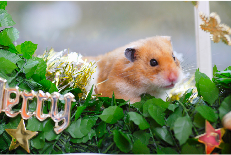 Jakie zioła możemy podawać chomikowi?