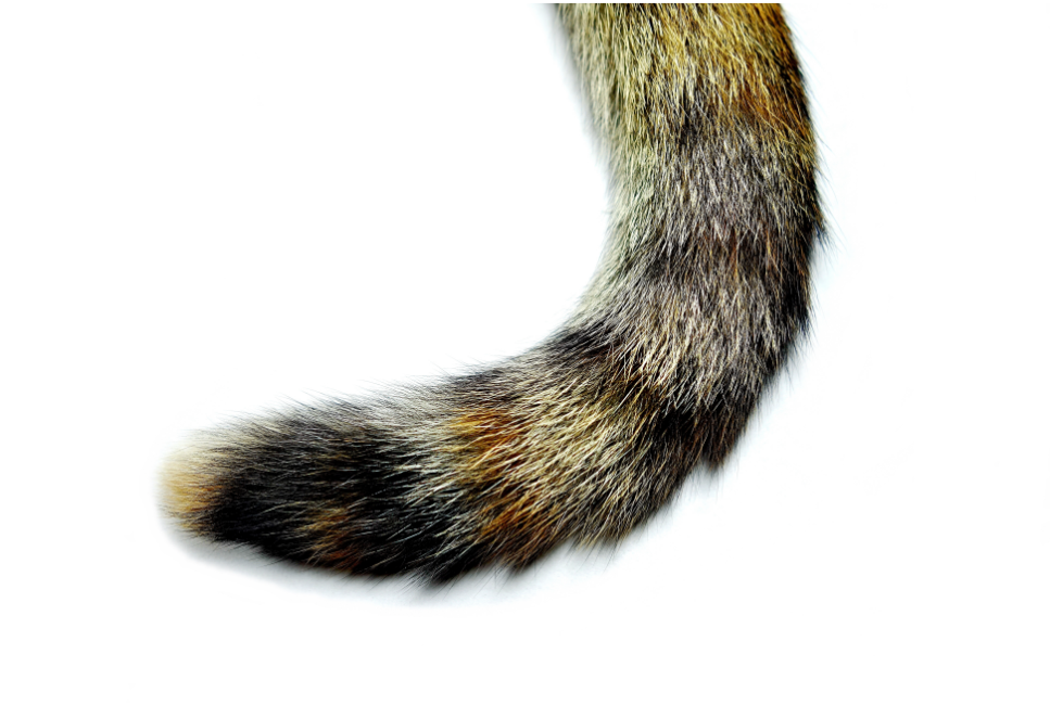 Jak rozpoznać złamany ogon u kota?