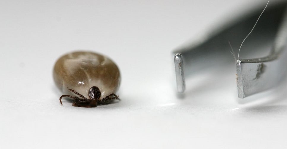 Źle wyrwany kleszcz – co jeśli podczas wyrywania zostaną resztki kleszcza?