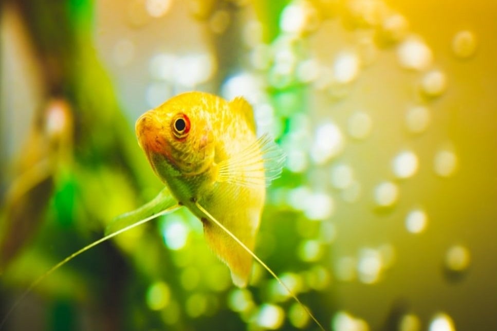 Gurami złote (Gurami gold) – najważniejsze informacje o gatunku