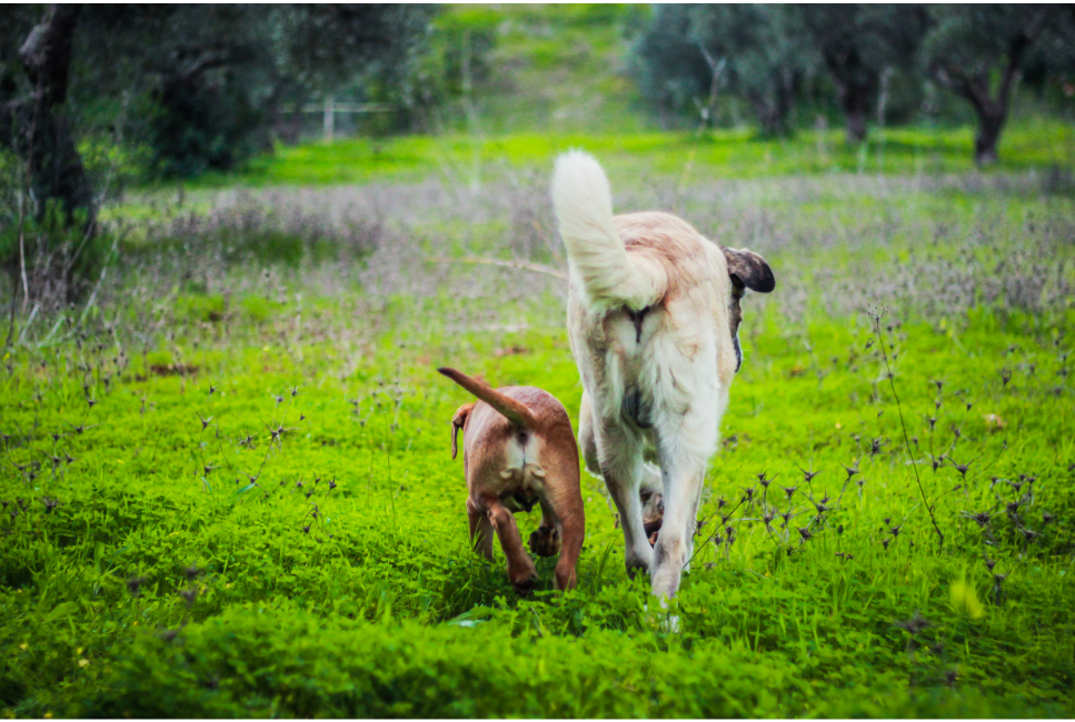 Zmarł najstarszy pies na świecie. Poznaj historię Bobiego