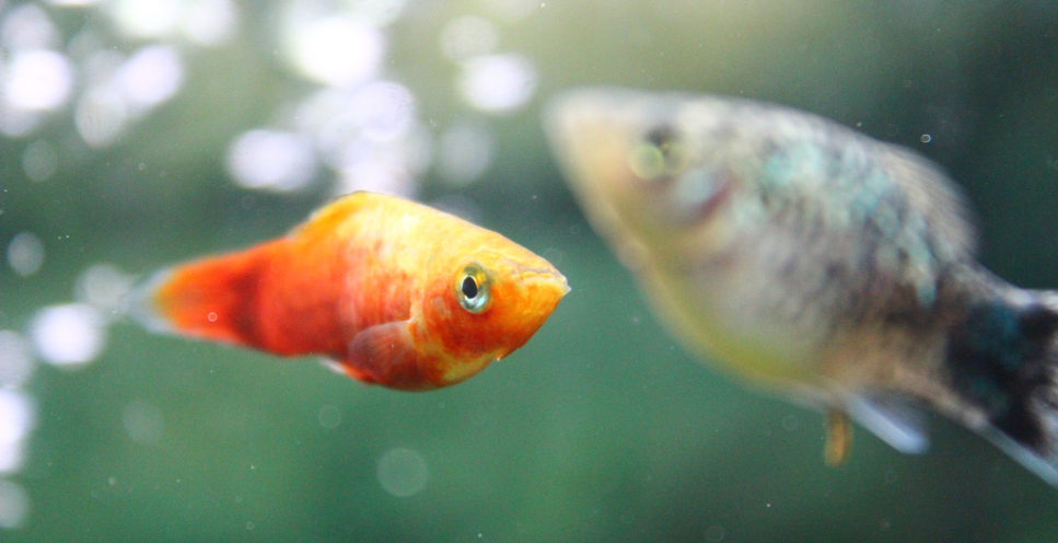 Zmienniak plamisty (platka) - poradnik akwarystyczny