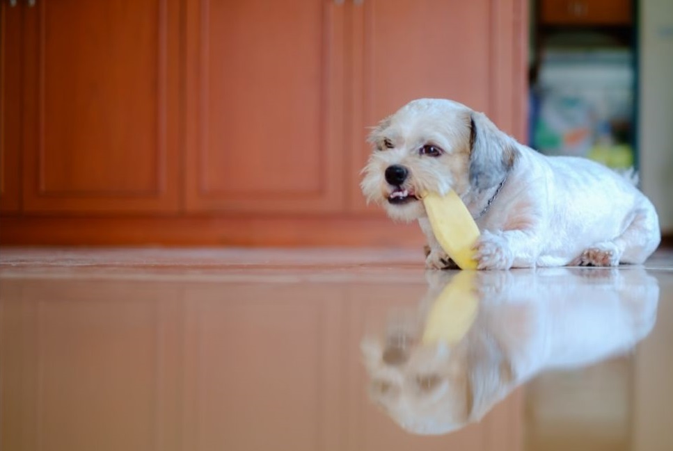 Dlaczego warto dawać psu żwacze wołowe?