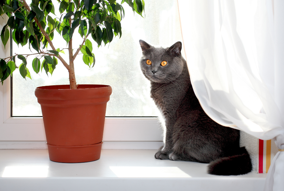 Żywienie kota brytyjskiego - co warto wiedzieć?