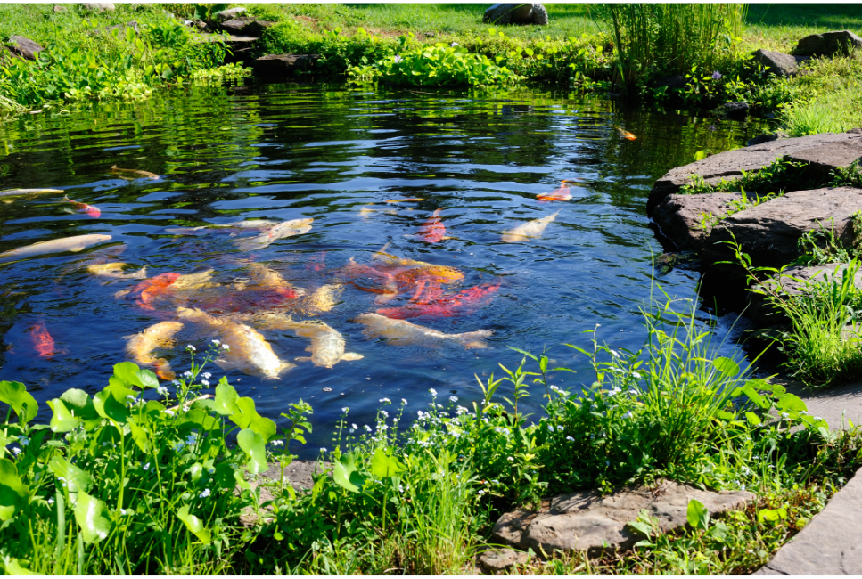 Czym należy karmić ryby w stawie i oczku wodnym?