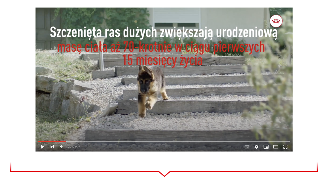 Royal Canin MAXI PUPPY