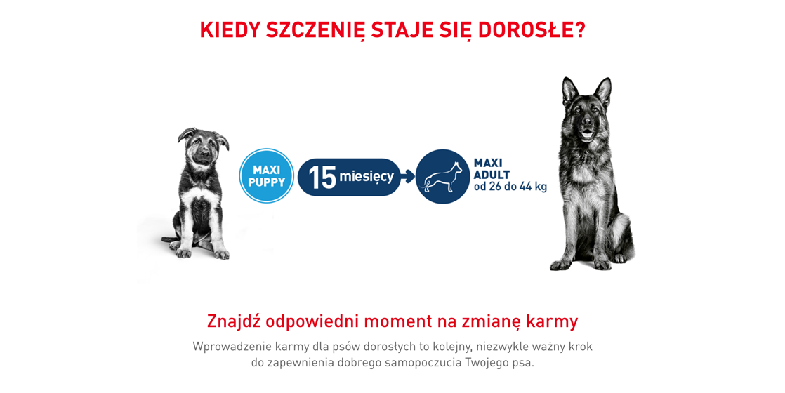Royal Canin MAXI PUPPY