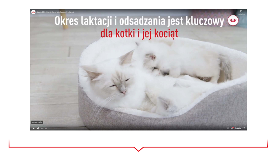 Royal Canin KITTEN DRY