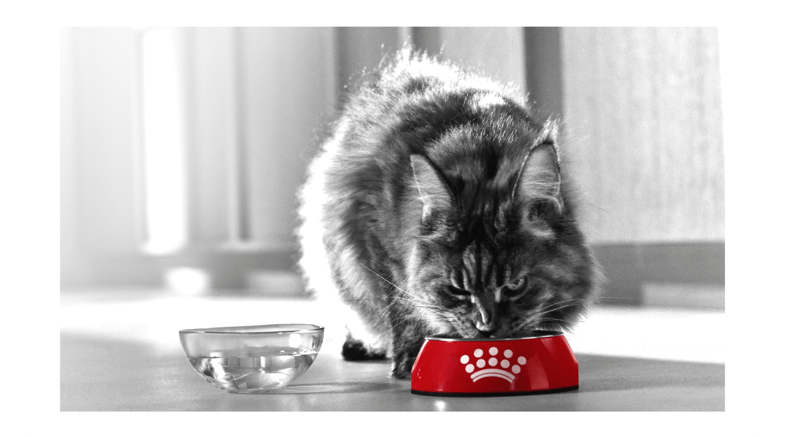 Royal Canin Ageing 11+ AirLift