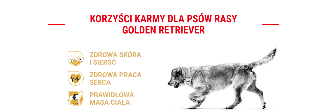Golden Retriever 03
