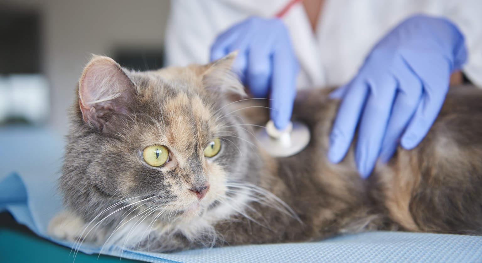 Zdjęcie przedstawia kota perskiego podczas wizyty u weterynarza spowodowanej kaszlem u kota